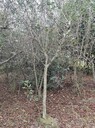 叢生鐵腳海棠批發(fā)基地鐵腳海棠條子價格鐵腳海棠工程苗