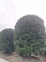 四川桂花球基地批發(fā)2-3桂花球桂花柱子桂花球價格