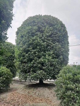 3米桂花球基地四川桂花球批發(fā)桂花球苗圃2米桂花球價格