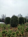 10-15公分八月桂基地高分枝桂花批發(fā)桂花工程苗湖南桂花樹