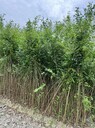 16杯小葉女貞批發(fā)1米高小葉女貞基地2米高小葉女貞綠籬
