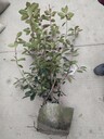 紅葉石楠綠籬基地出售40-50-60高紅葉石楠大杯紅葉石楠批發