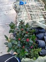 四川西洋鵑基地大量出售西洋鵑大杯西洋鵑小杯批發(fā)