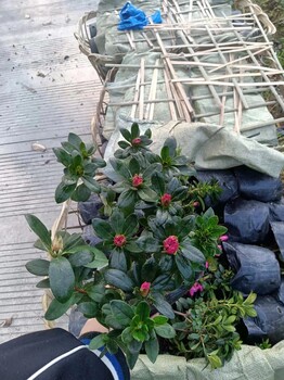 25高西洋鵑大杯湖南西洋鵑批發(fā)西洋鵑基地西洋鵑小杯地苗