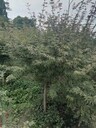 5公分紅楓6公分紅楓批發(fā)中國紅楓批發(fā)基地中國紅楓工程苗