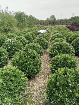 大葉黃楊球50高大葉黃楊基地30高大葉黃楊批發(fā)杯苗地苗