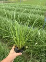 四川白穗狼尾草基地50高白穗狼尾草批發(fā)白穗狼尾草工程苗
