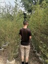 3米高人面竹基地貴州人面竹工程苗重慶人面竹批發人面竹價格