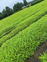 紅花滿(mǎn)天星基地四川成都滿(mǎn)天星基地批發(fā)滿(mǎn)天星小杯及雙色杯