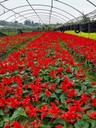 一串紅基地批發(fā)四川一串紅產地超級一串紅加侖杯一串紅大杯