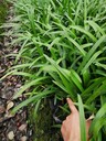 四川成都百子蓮批發(fā)基地40-50高百子蓮盆苗批發(fā)售貴州、重慶