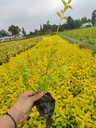 40高金葉女貞杯苗地苗四川成都金葉女貞基地金葉女貞苗圃批發(fā)