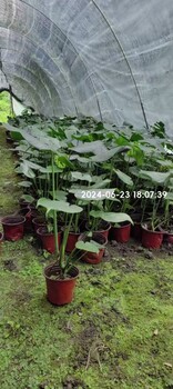 重慶、四川龜背竹基地批發(fā)40-60高龜背竹龜背竹批發(fā)基地