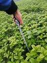 四季桂杯苗批發(fā)四季桂基地40-50-60四季桂大量批發(fā)