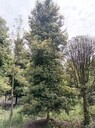 20公分小葉楨楠基地16杯小葉楨楠批發(fā)價全冠小葉楨楠產(chǎn)地