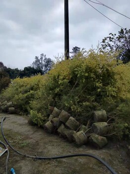 千層金基地批發(fā)1-2-3米高千層金袋苗大量出售云南千層金基地