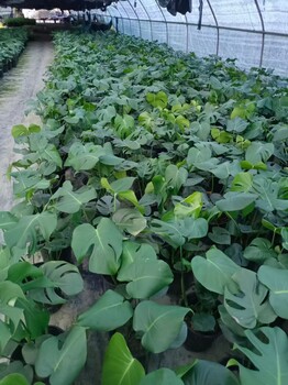 30高龜背竹基地60高龜背竹批發(fā)16杯龜背竹工程苗龜背竹價格