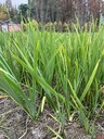 四川常綠鳶尾基地批發(fā)供應30-40高常綠鳶尾杯苗、地苗