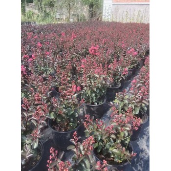 四川矮紫薇基地60高矮紫薇批發(fā)矮紫薇雙色杯加侖杯