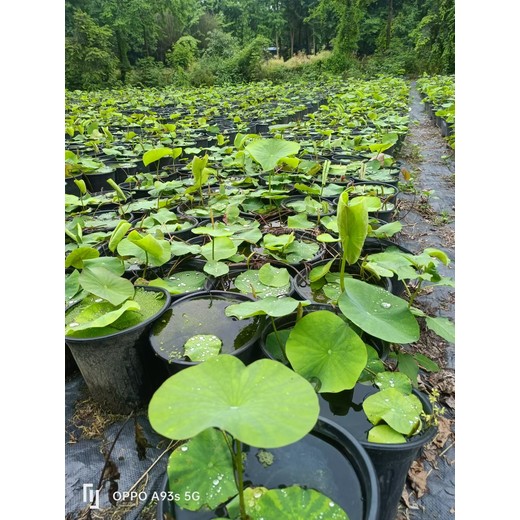 重庆荷花批发四川荷花工程苗荷花大杯产地荷花价格优惠