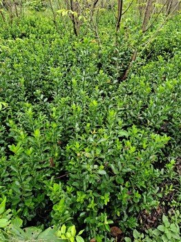 50高大葉黃楊基地大葉黃楊批發(fā)大葉黃楊地苗杯苗大葉黃楊價(jià)格