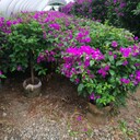 四川、成都紫花三角梅種植基地大量批發(fā)1-2米高紫花三角梅袋苗