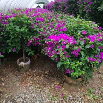 四川、成都紫花三角梅種植基地大量批發(fā)1-2米高紫花三角梅袋苗