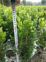 重慶毛鵑種植基地大量批發(fā)30-40公分高毛鵑杯苗、地苗、工程苗