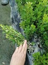 重慶、四川、貴州大葉黃楊種植基地批發(fā)40-50-1米高大葉黃楊