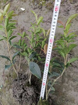 重慶、成都、四川玉龍草批發(fā)基地供應(yīng)玉龍草地苗和穴盤苗
