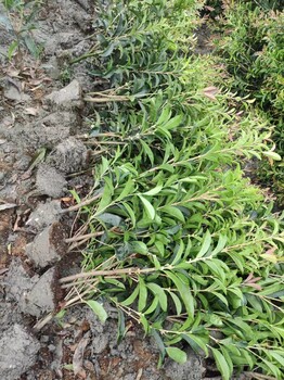 河南、福建、廣東、貴州、重慶、四川小葉楨楠熟貨種植基地
