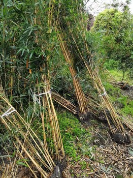 四川、貴州、重慶金鑲玉竹袋苗基地批發(fā)2-3-4米高金鑲玉竹