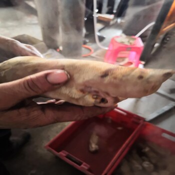 豬蹄子豬耳朵自動續火燒毛機液化氣爎毛機