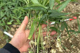 富硒黄精种苗老虎姜种苗根系发达两年苗种植基地直发