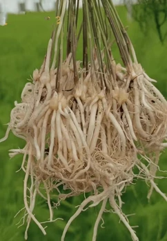 曹縣蘆筍育苗基地批發(fā)一代蘆筍苗早熟高產(chǎn)