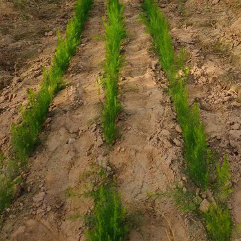 德州蘆筍根苗雜交高產(chǎn)蘆筍根陽(yáng)臺(tái)庭院種植蔬菜
