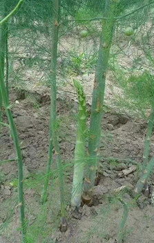 德州蘆筍根苗雜交高產(chǎn)蘆筍根陽(yáng)臺(tái)庭院種植蔬菜