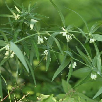 湖北百草堂黄精种植增富快，不限场地深受年轻人喜爱