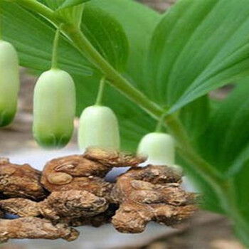 湖北百草堂黃精種植新風(fēng)尚，讓你生活更有趣實(shí)現(xiàn)價(jià)值
