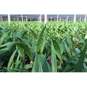 湖北百草堂白芨種植新希望，新穎有個(gè)性的創(chuàng)業(yè)新選擇