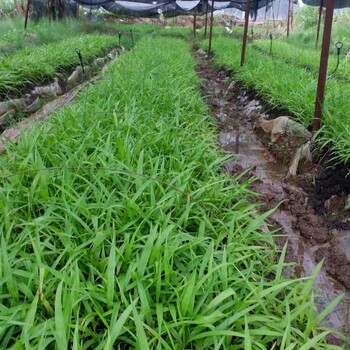 湖北百草堂黄精种植吸引人，靠技术优势迅速发展起来