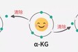 酮戊二酸增強植物抗逆性保持產量穩定