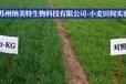 酮戊二酸促進植物吸收提高肥效