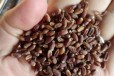 黑小麦小麦黑麦五谷杂粮富硒产品麦粒全麦面粉