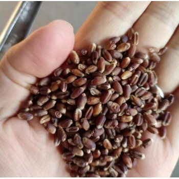 黑小麦小麦黑麦五谷杂粮富硒产品麦粒全麦面粉