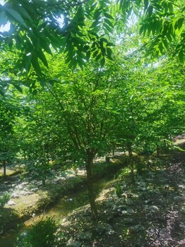 出售櫻花11-13公分