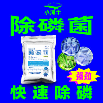 山東小海牛微生物除磷菌種降總磷聚磷菌防超標(biāo)