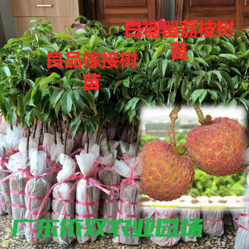 廣東茂名高州荔枝龍眼菠蘿黃皮果樹苗