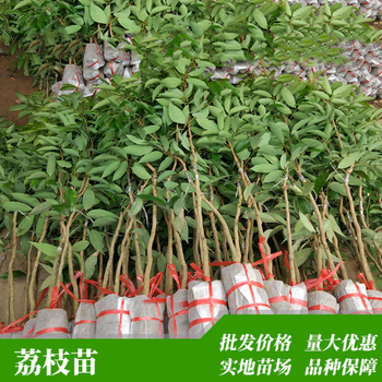 廣東糯米糍荔枝樹苗良品嫁接苗量大優(yōu)惠