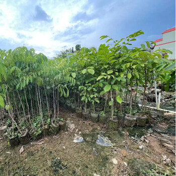 烏欖樹苗批發(fā)量大優(yōu)惠烏欖樹苗